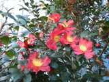 A blooming Christmas Camellia, an evergreen plant with tough, dark green pointy leaves, showing big red blossoms with yellow centers.