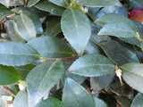 Tough dark green evergreen leaves of a Christmas Camellia, showing serration and coming to a point