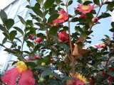 A Christmas Camellia with bright red-pink blooms with yellow centers, dark evergreen leaves, and a few unopened buds