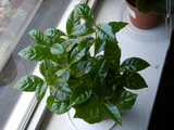 A coffee plant, with smooth, dark green, pointed leaves, opposite on stems, growing on a windowsill 