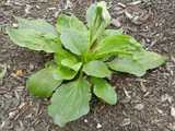 A common plantain plant, showing tough, round leaves with ridges, growing radially, in some mulch