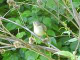 Female common yellowthroat, a drab small bird with a yellowish breast and throat, brown back, eye ring, and yellow tail
