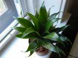 A Dracaena fragrans, Janet Craig Compacta, a small houseplant with dense, dark-green leaves growing in a radial pattern, a bit like leaves on a corn stalk but much denser