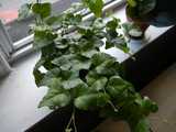 English ivy growing as a houseplant, on a windowsill