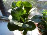 A fiddle-leaf fig, as a houseplant, on a sunny windowsill