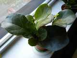 A small pot containing a small fiddle-leaf fig plant with three stems, on a windowsill