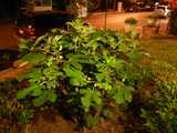 A fig tree, with unripe figs, at night, in a yard in a residential neighborhood, with orange lighting from street lights