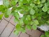 Fragrant sumac extending over a brick path, wth sets of three light green leaflets with soft, round lobes, leaves branching in alternate fashion from stems
