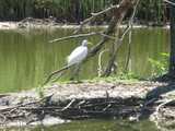 A great egret, large white heron-like bird with a yellow bill and long, gray legs, walking on a muddy island in a small pond, with a dead tree on the right and reeds along the pond's edge in the background