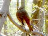 Photo of a hermit thrush perched on a branch, from behind, showing brown upper back and reddish rump and tail