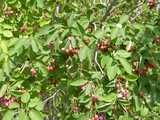 A juneberry bush with rounded leaves, and numerous blueberry-shaped berries, of varying colors from greenish white to pinks and deep purples