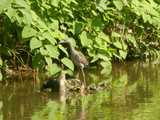 A juvenile yellow-crowned night-heron, perched on the edge of dense vegetation on the edge of a muddy stream.