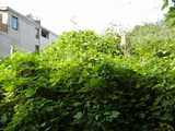 Kudzu vines growing over something, completely covering it, with a plain modern building in the background.