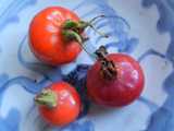Three large whole rose hips, an intense red-orange color, on a light blue pattered plate