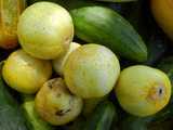 Lemon cucumbers, a pale yellow, lemon-sized, nearly perfectly round variety of cucumber