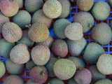 Lychee fruit, round, spiky fruit, light green and turning pinkish, in a blue plastic crate