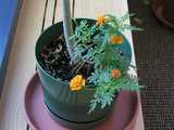 A marigold plant with four blooms at various stages, growing out of a pot with a single stem of a larger plant, the top of which is not visible