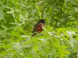 An orchard oriole, a bird with a black head and back and dark red breast, and thin black bill, perched in dense foliage of a scarlet oak
