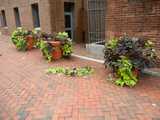 Three large planters of ornamental sweet potatoes, on a brick sidewalk, with leaves and plants torn off and lying on the ground