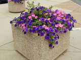 Deep purple and bright pink petunias overflowing from a large square planter in the middle of a concrete terrace,with a small variegated holly in the middle of the planter.