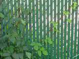 A poison ivy plant growing diagonally along a chain link fence with green slats in it