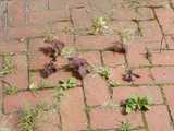 Photo of red shiso, a basil-like plant with dark red leaves, growing in cracks in a sidewalk, with a few other plants coming up as well