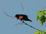 Red-winged blackbird, a jet black bird with a bright red shoulder-patch lined with a bright yellow edge, on a bare branch looking downward, about to leap off in flight