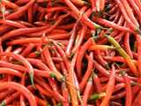 Long, narrow, straight, red chili peppers