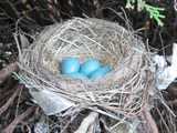 A robin nest, with small blue eggs, showing round, neat construction of sticks, mud, and a few pieces of trash, in a cedar (juniper) bush