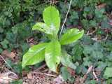 A southern magnolia seedling, with large, shiny, light green leaves, in a bed of ivy with dark green leaves