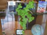 A sweet potato being grown indoors as a houseplant, in the window a library, with books, signs, and a globe