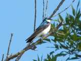 A tree swallow, showing shiny blue top, grayish wings, and white breast, perched on a dead branch, with foliage of a tree behind, against a bright blue sky