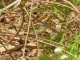 Warbling vireo, a small, drab gray bird, climbing among branches