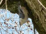 White-breasted nuthatch, climbing down a tree trunk, upside down