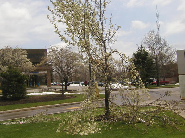 A flowering tree with white blossoms, with most of its branches broken off and scattered about the ground, in a suburban commercial area