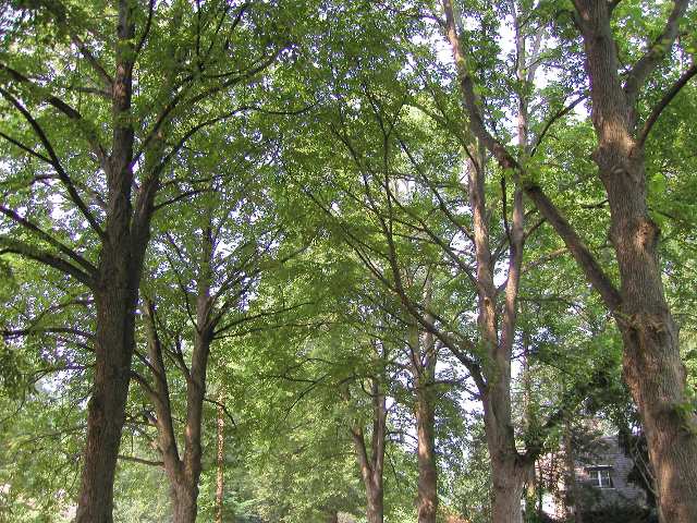 Linden trees lining a street in a residential neighborhood, looking upwards, showing gently curving branches