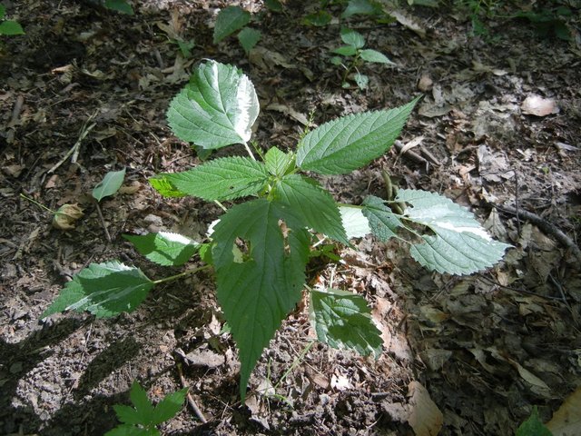 A wood nettle, showing some green-and-white variegation on its leaves, illuminated by bright sunlight, on the forest floor