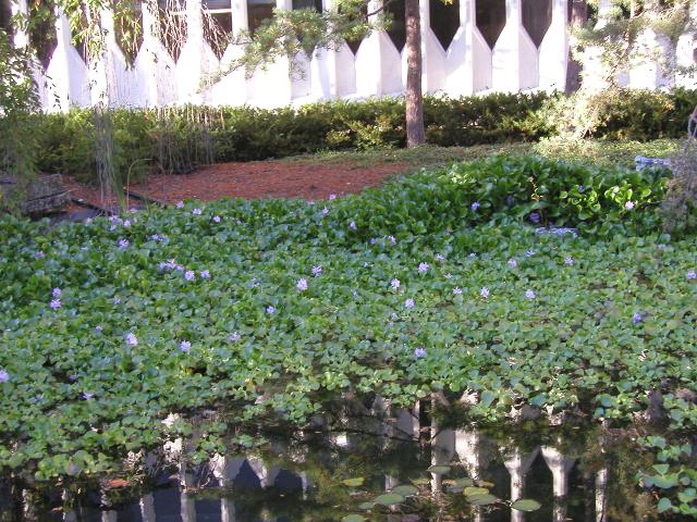 A pond almost completely overgrown with water hyacinths, showing some purplish-blue blossoms, and the background and water reflection showing an ugly building in the same architecture of the World Trade Center