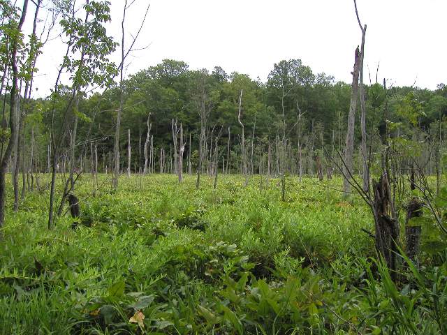 Wetlands with low but dense vegetation, numerous dead trees rising from them, and forest in the background.