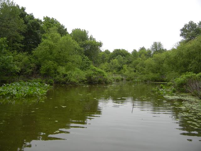 Wetlands, showing water in foreground and various water plants around the edge, with shrubs and forest behind that