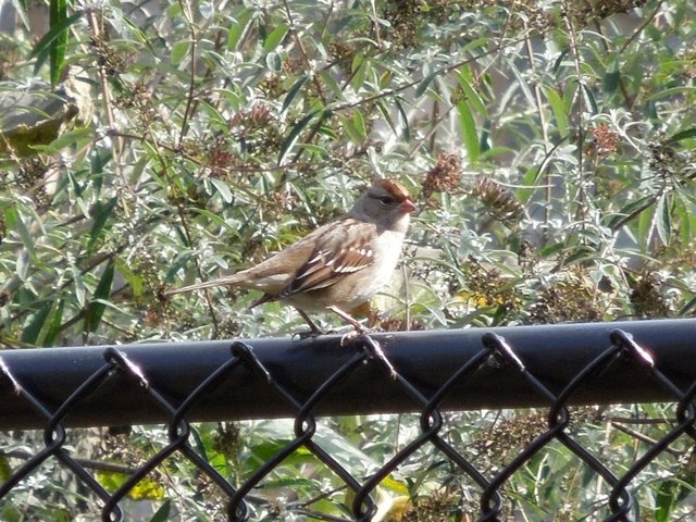 A first winter white-crowned sparrow, fairly drab, perched on a black chain-link fence
