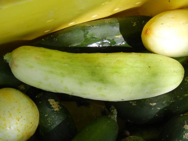 A white cucumber, with a little greenish and yellowish, with green cucumbers under it, in a yellow bin
