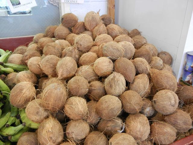 A bunch of whole coconut fruit, with brown and fibrous skin