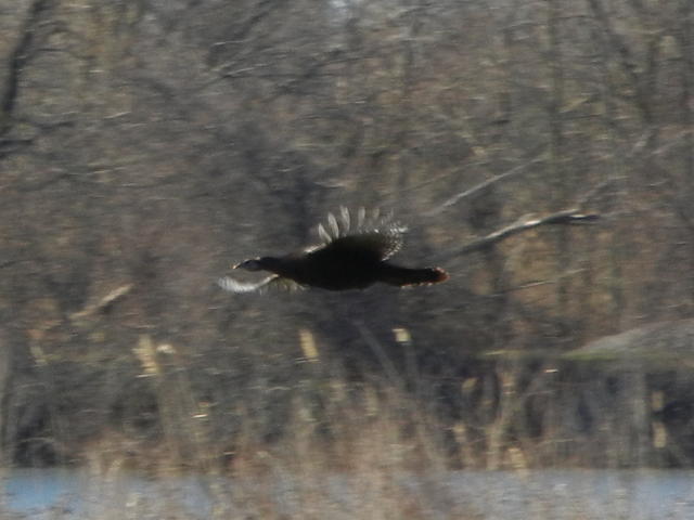 A wild turkey flying over wetlands, with reeds in foreground, water, and a blur of bare vegetation in the background