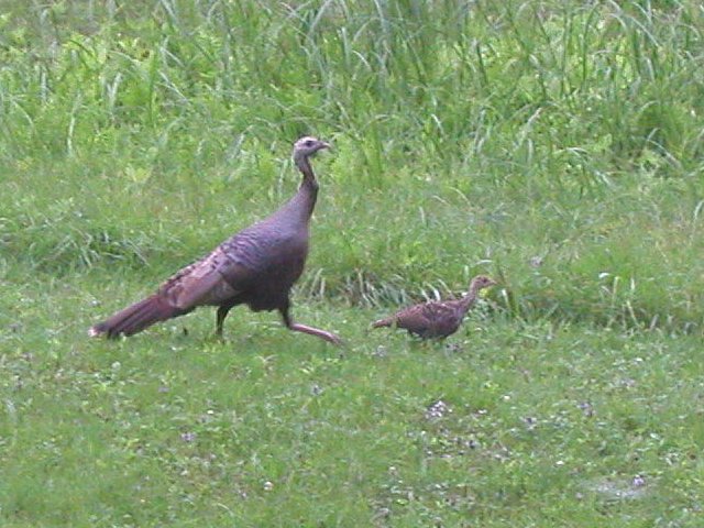 A wild turkey and a partly-grown chick in a grassy lawn