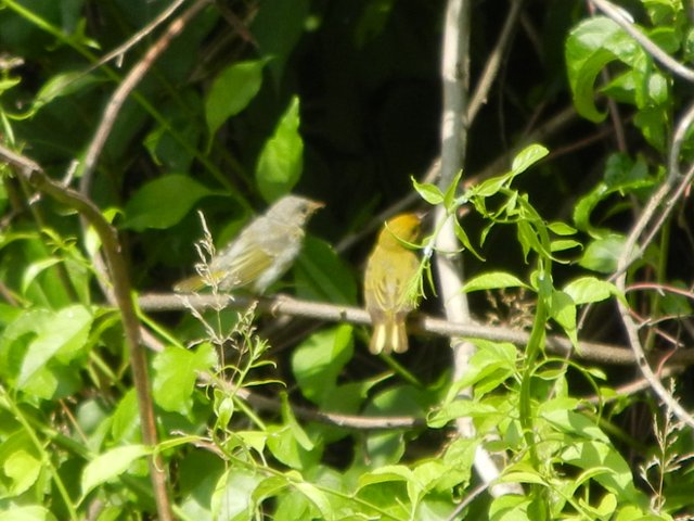 A gray juvenile bird with a few yellowish feathers, and a yellow bird, perched on a branch, surrounded by weedy foliage
