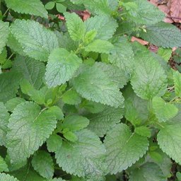 A leafy lemon balm plant