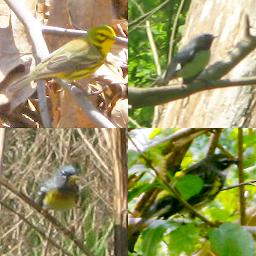 Four North American Wood Warblers