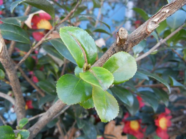 A bare branch of a Christmas Camellia showing pruning and a young, bright green resprout, with blooms in the background