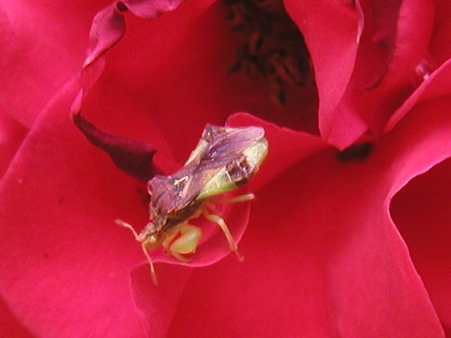 Maroon and green colored insect with powerful forearms, on an intense pinkish-red rose petal